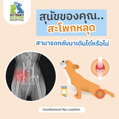 ผ่าตัดสะโพกเคลื่อนในสัตว์เลี้ยง
