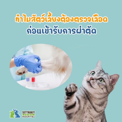 แมว ผ่าตัด