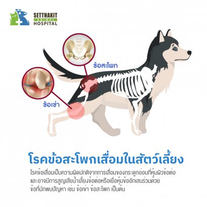 การรักษา โรคข้อสะโพกเสื่อมในสัตว์เลี้ยง