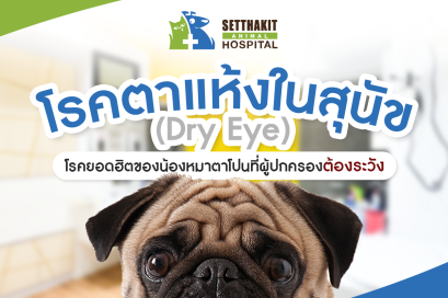 โรคตาแห้งในสุนัข (Dry Eye): โรคยอดฮิตของน้องหมาตาโปนที่เจ้าของต้องระวัง