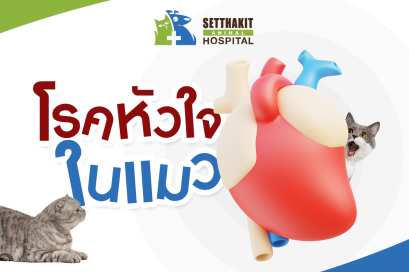 โรคหัวใจในแมว  โรงพยาบาลสัตว์เศรษฐกิจสัตวแพทย์