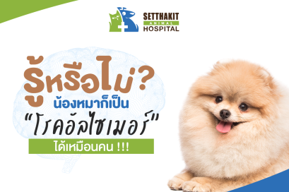 รู้หรือไม่? น้องหมาก็เป็น โรคอัลไซเมอร์ ได้เหมือนคน