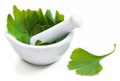 แปะก๊วย ( Ginkgo biloba )