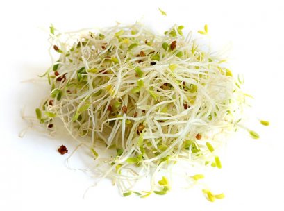 อัลฟัลฟ่า ( Alfalfa, Lucerne ) 