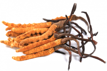 ตังถั่งเฉ้า (Cordycep)