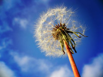 แดนดิไลออน (dandelion)