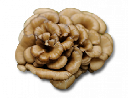 ชิตาเกะ (Shitake bushroom)