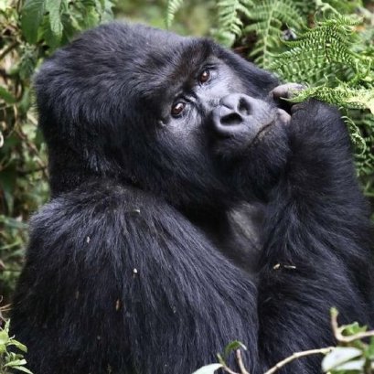 KENYA UGANDA RWANDA 2025 ทัวร์เคนยา อูกานดา รวันดา