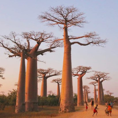 MADAGASCAR 2025 ทัวร์มาดากัสการ์