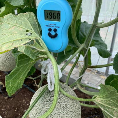 คูนามิ (L)