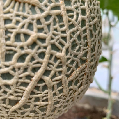 คูนามิ (S)