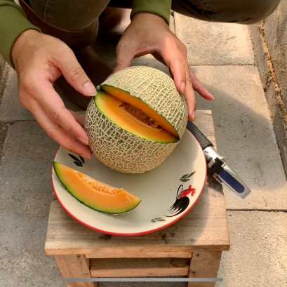 ซากุระ (S)