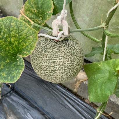 โมมิจิ (L)