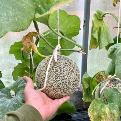 โมมิจิ (M)