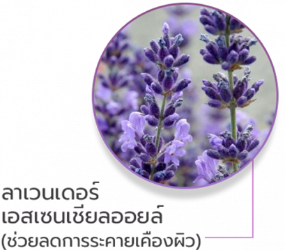 ประโยชน์ของลาเวนเดอร์เอสเซนเชียลออยล์