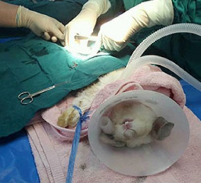 เรื่อง น้อง “เต้าหู้” พบแผลที่บริเวณถุงอัณฑะ