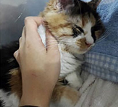 เรื่อง หนูชื่อ "ซามิ" ไม่กินข้าว อาการซึม และอาเจียน