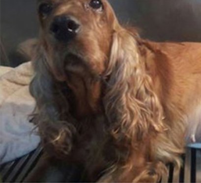 เรื่อง หนูชื่อ “มอคค่า” พบก้อนเนื้อ 2 ก้อน 