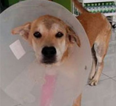 เรื่อง ผมชื่อ “โชคดี”ี ขาหักทั้ง 2 ข้าง