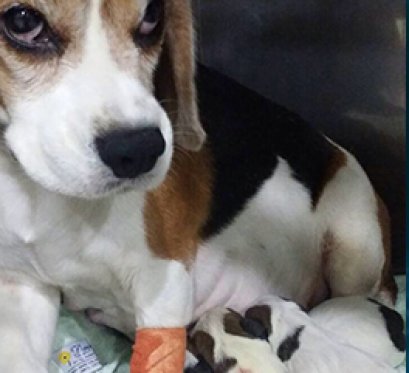 "น้องพุงกาง" คลอดลูกเองไม่ได้ ต้องทำการผ่าคลอด 