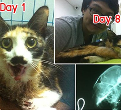 เรื่อง น้อง“เหมียวเหมียว” กับการศัลยกรรมริมฝีปากใหม่ 