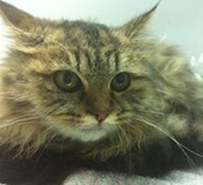 ตกตึก 4 ชั้น ผ่าตัดซ่อม Hard Palate Fracture ด้วยเทคนิก 