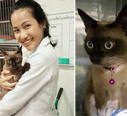 น้องแมวมีเมือกปนเลือดไหลออกจากอวัยวะเพศ