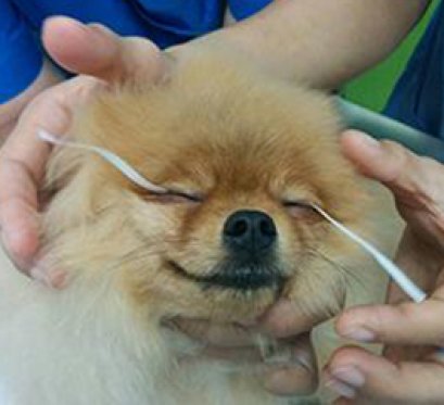 เรื่อง : น้องหมาร้องไห้หลังอาบน้ำ? น้องเบิ้มกับคราบน้ำตา