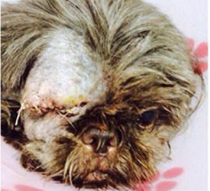 น้องมะเหมี่ยวมาโรงพยาบาลด้วยอาการตาทะลัก