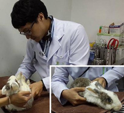 น้องเถาะ  กระต่ายหนุ่ม อาการท้องเสียอย่างรุนแรง