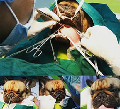 เรื่อง ผมชื่อ “MUON” เพดานอ่อนยาวผิดปกติ 