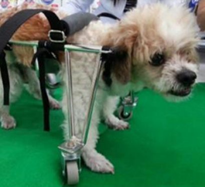 ดุ๊กดิ๊ก เป็นโรคเกี่ยวกับระบบประสาท อัมพาตทั้ง 4 ขา