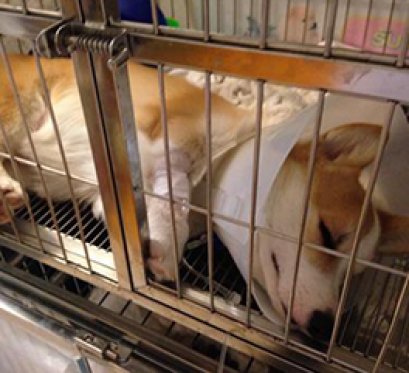 ตีโน่กินยาเบื่อหนู 1 เม็ด เมื่อ 20 นาทีที่ผ่านมา