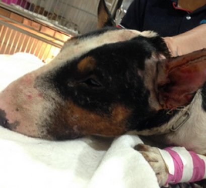 เฉาก๊วยมีใบหูฉีกขาดเป็นแนวยาวและมีท่าทางกระวนกระวาย