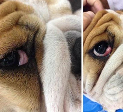 น้องฮิวโก้ เป็นก้อนสีแดงๆ ปูดๆ ขนาดใหญ่อยู่ที่ตาขวา