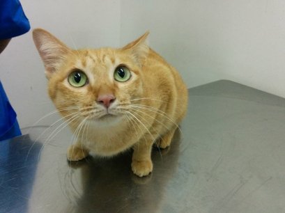 เคสกลืนเข็ม เจ้าของเห็นแมวเล่นด้ายไหมที่ร้อยเข็มเย็บผ้า