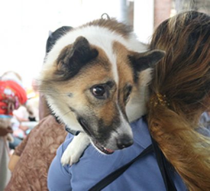 โครงการ "หมอรักษ์...หมาวัด" 