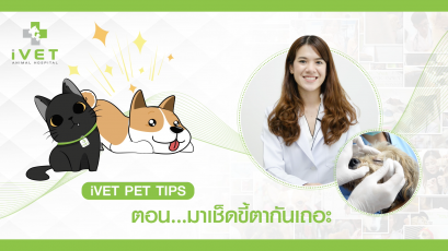 วิธีเช็ดขี้ตาสุนัข - รายการ IVET PET TIPS โดยโรงพยาบาลสัตว์ไอเว็ท