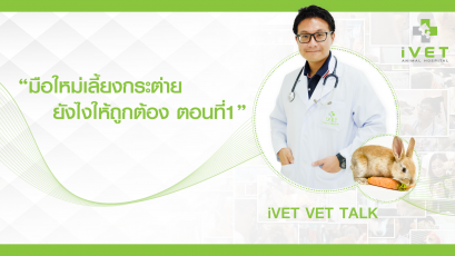iVET VET TALK มือใหม่เลี้ยงกระต่ายยังไงให้ถูกต้อง ตอนที่ 1