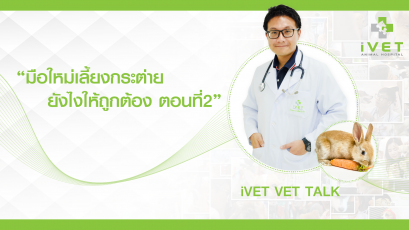 iVET VET TALK มือใหม่เลี้ยงกระต่ายยังไงให้ถูกต้อง ตอนที่ 2