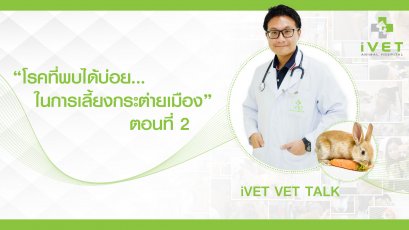 โรคที่พบบ่อยในการเลี้ยงกระต่ายเมือง ตอนที่ 2