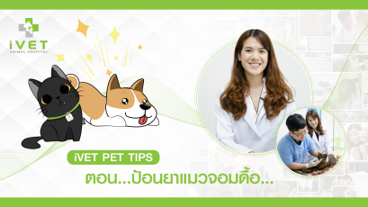 โรงพยาบาลสัตว์ไอเว็ท - รายการ IVET PET TIPS ตอน ป้อนยาแมวจอมดื้อ