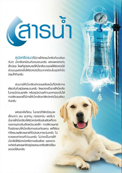 สารน้ำ หรือ น้ำเกลือใน สนัข หรือ แนว