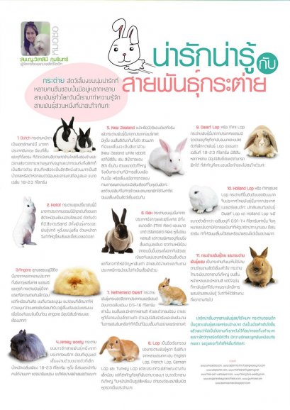 ทำความรู้จัก สายพันธุ์กระต่ายต่างๆ