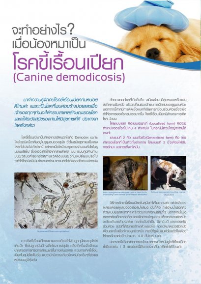 จะทำอย่างไรเมื่อน้องหมาเป็น..โรคขี้เรื้อนเปียก ?