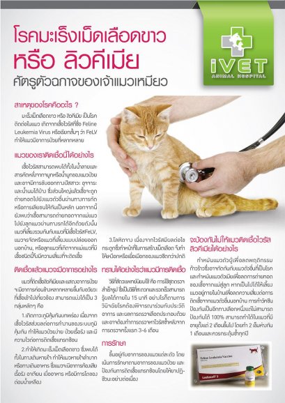 โรคมะเร็งเม็ดเลือดขาว หรือ ลิวคีเมียใน แมว