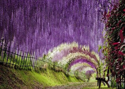 Wisteria ดอกไม้แห่งเมืองญี่ปุ่น 