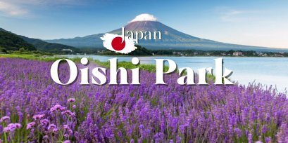 สวนโออิชิ (Oishi Park) ดอกไม้วิวภูเขาไฟฟูจิ