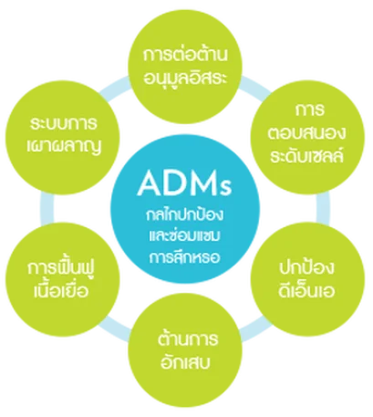 กลไกการป้องกันการแก่ชรา ADMs นู สกิน วายสแปน nu skin ageloc yspan 1