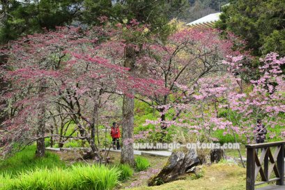 เที่ยวไต้หวันอิสระด้วยตัวเอง ไต้หวันออนทัวร์ ตอน 25 @ ไปนั่งรถไฟโบราณเที่ยว อุทยานแห่งชาติอาลีซาน